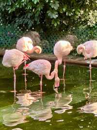 Explore Bird Lake in Kowloon Park