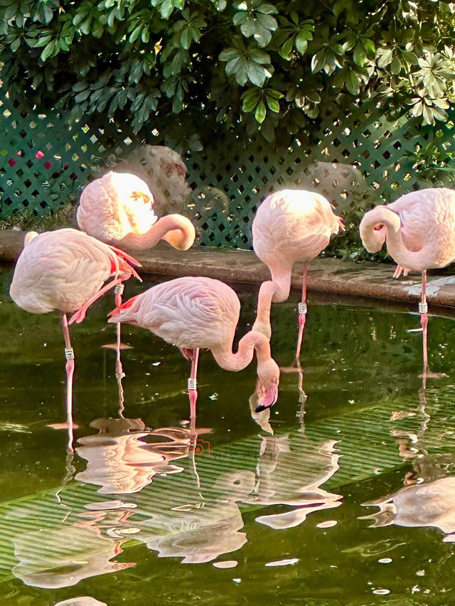 Explore Bird Lake in Kowloon Park