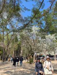 Chasing Cherry Blossoms: The Magic of Nami Island