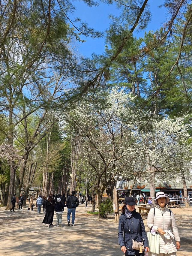 Chasing Cherry Blossoms: The Magic of Nami Island