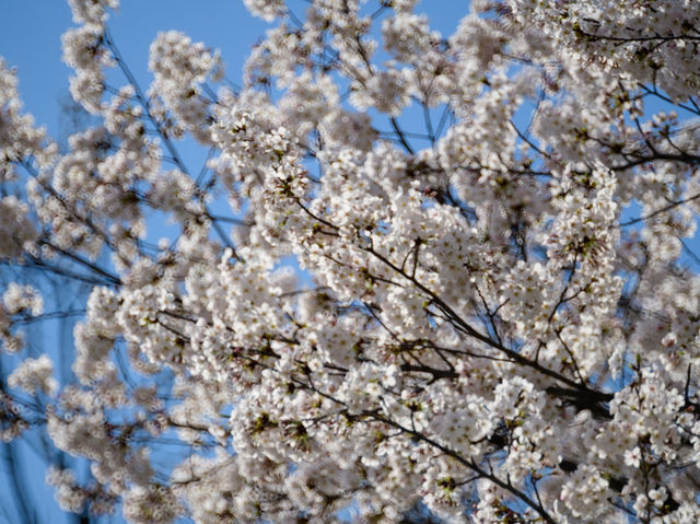 顕忠院のしだれ桜が見せる静かな春の美🌸