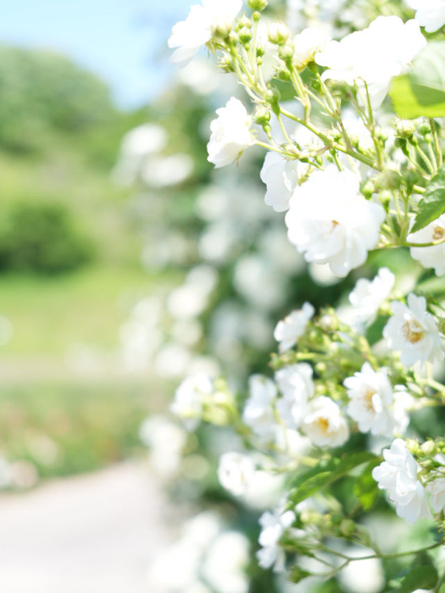 【岐阜】ローズテラスとバラ回廊 四季咲きの薔薇と山々の景色