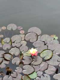 Xiamen Botanical Garden