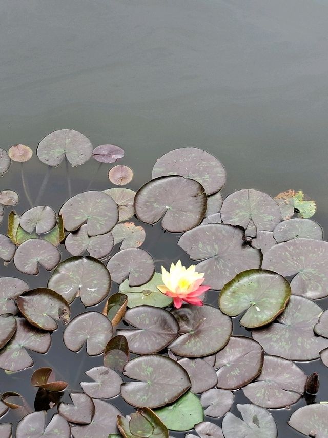 Xiamen Botanical Garden