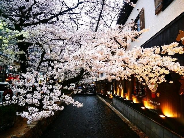 祇園白川賞夜櫻，漫步粉櫻綠柳的風雅浪漫