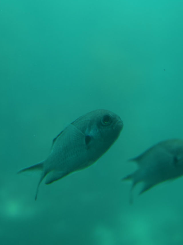 【千葉】ダイバー気分で海の中を観察できます