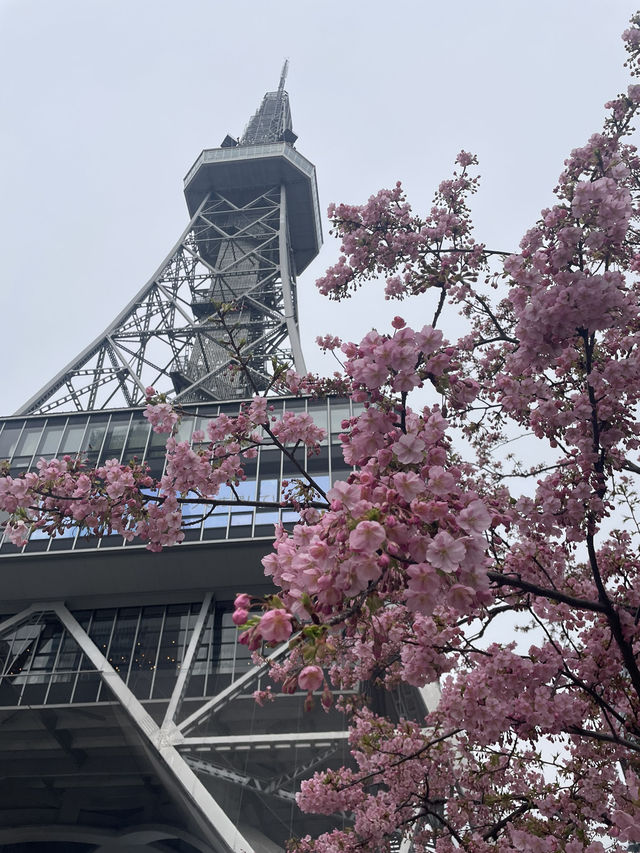 名古屋非預期的賞櫻