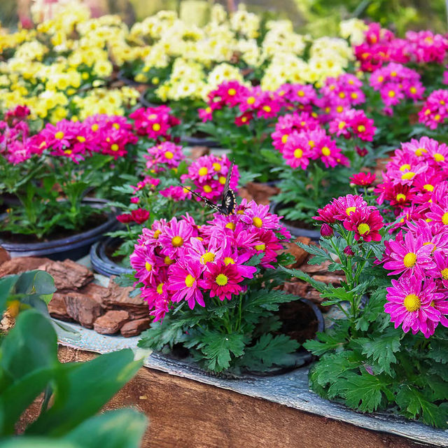 Butterfly Garden, Dubai
