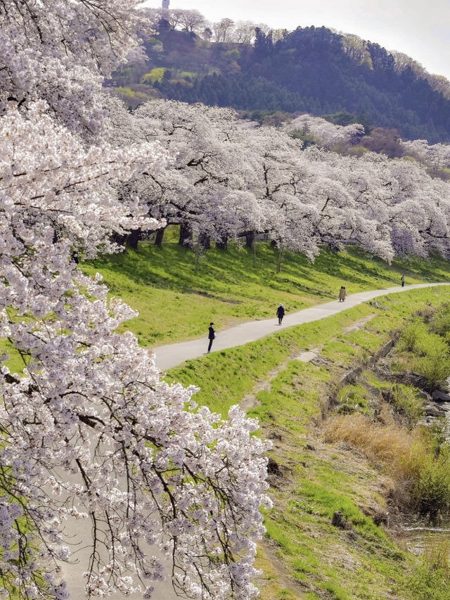 Sendai, Japan | Hitome Senbonzakura Along the Shiroishi River — Absolutely Breathtaking!