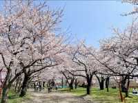 Morioka Castle Ruins Park Cherry Blossoms– A Samurai’s Spring Legacy