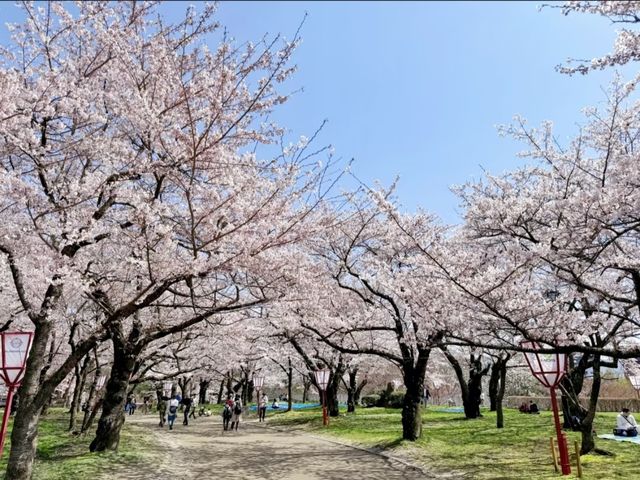 Morioka Castle Ruins Park Cherry Blossoms– A Samurai’s Spring Legacy