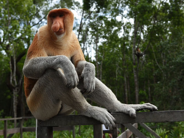 🌿 Klias Wetland Adventures: Fireflies, Proboscis Monkeys & Muddy Mischief! 🐒