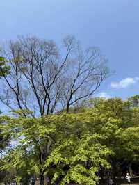 東京｜代代木公園的櫻花之美