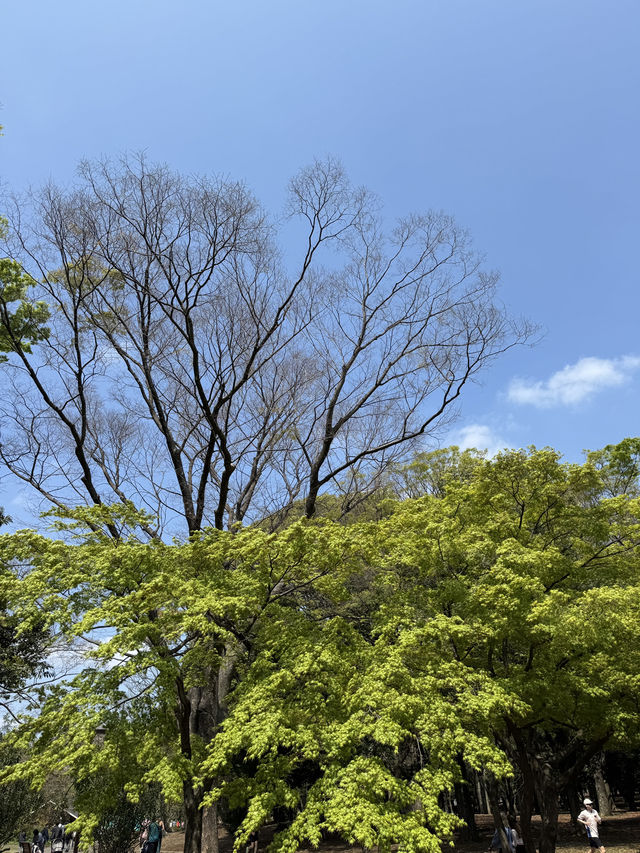 東京｜代代木公園的櫻花之美