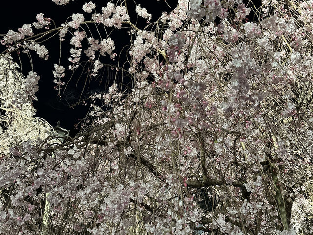 福岡城上視角🌸觀看舞鶴公園的夜櫻燈光秀👏🏻