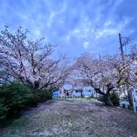 柱島·櫻花小島