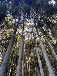 【奈良】穴場自然スポット！龍王ヶ渕🌳