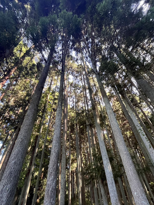 【奈良】穴場自然スポット！龍王ヶ渕🌳