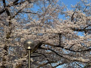 Inariyama Park Cherry Blossoms Guide | Tokyo's Hidden Sakura Sanctuary
