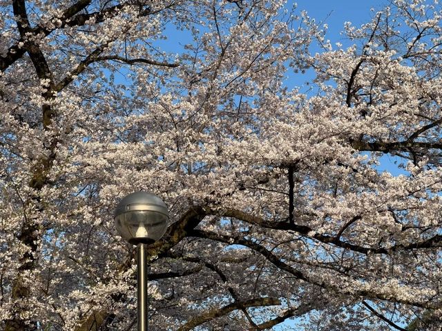 Inariyama Park Cherry Blossoms Guide | Tokyo's Hidden Sakura Sanctuary
