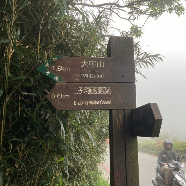 大屯山｜霧中漫步杜鵑花