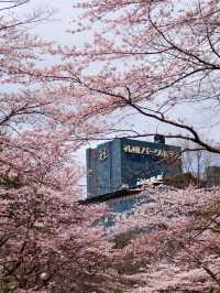 🌸 Sapporo Nakajima Park Sakura Bliss 🌸
