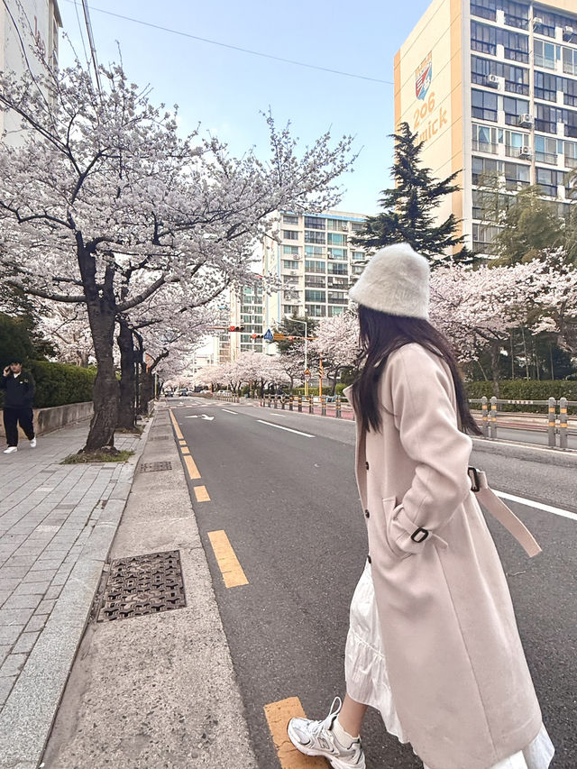 Springtime Magic in Nanchuan-dong: Cherry Blossom Delight