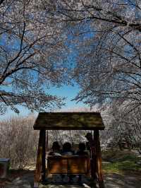 “Whispers of Spring: Cherry Blossoms in Daejeon’s Hidden Havens”