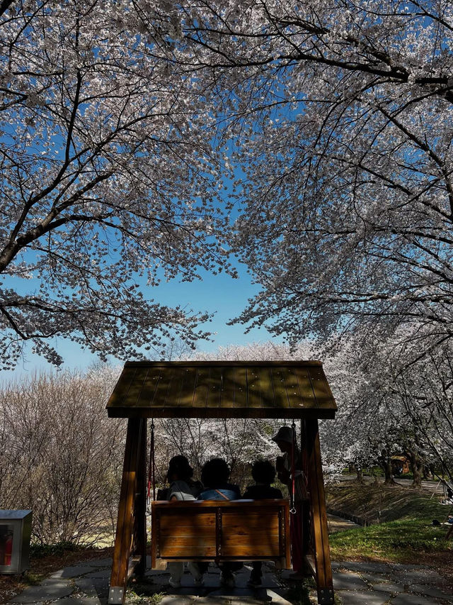 “Whispers of Spring: Cherry Blossoms in Daejeon’s Hidden Havens”