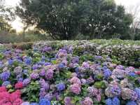 台北大安森林公園の繡球花仙境｜免費打卡＋偶遇松鼠小驚喜🐿️