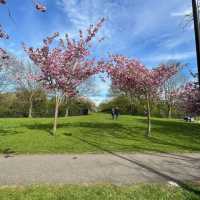 Springtime Magic on The Stray, Harrogate