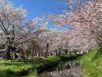 Sakura & Fuji: A Match Made in Spring Heaven