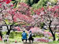【長野県・花桃の里】まさに桃源郷