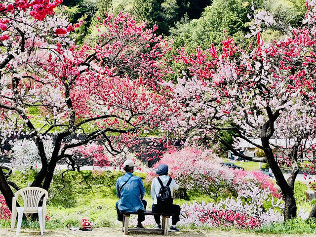 【長野県・花桃の里】まさに桃源郷