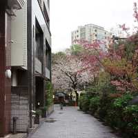 Cherry Blossom Bliss in the Heart of Tokyo