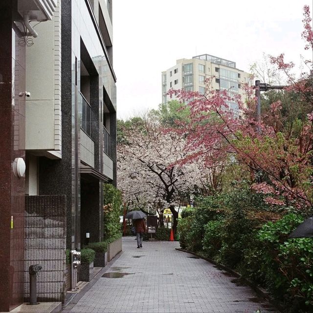 Cherry Blossom Bliss in the Heart of Tokyo