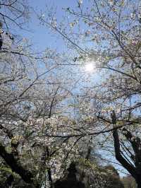 櫻花季in上野公園