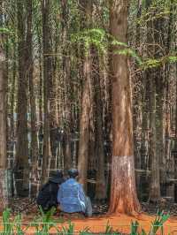 Reflections of Spring: Nature’s Calm at Haihong Wetland Park