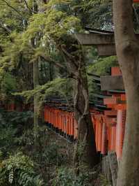 Fushimi Inari Taisha, Kyoto, Japan 🇯🇵 