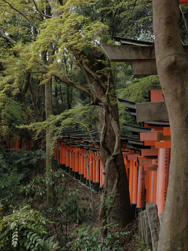Fushimi Inari Taisha, Kyoto, Japan 🇯🇵 