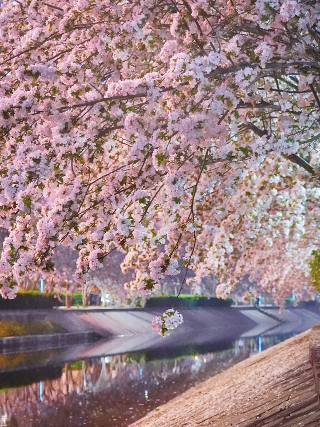 🌸✨ Nighttime in Beijing is full of surprises
