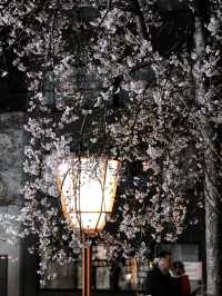 Kyoto's Night Cherry Blossoms 🌸✨