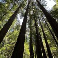 Whispers of the Redwoods: A Weekend in Muir Woods