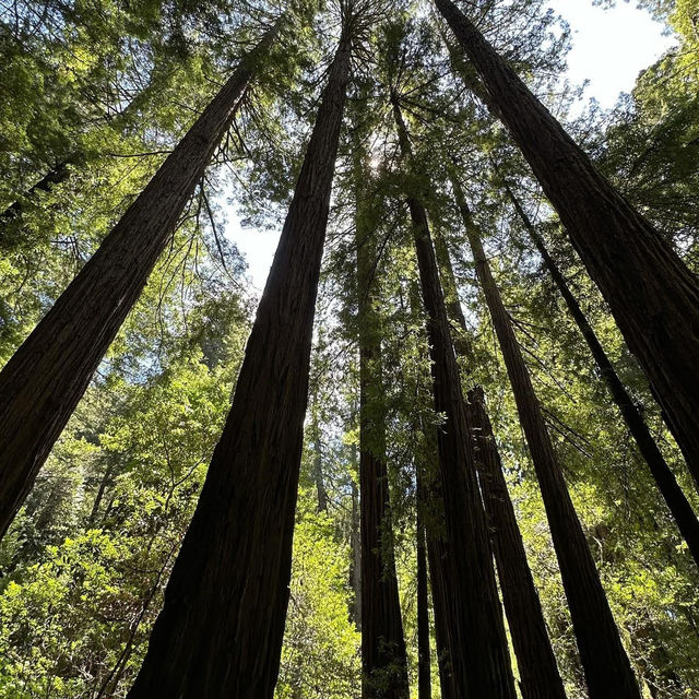 Whispers of the Redwoods: A Weekend in Muir Woods