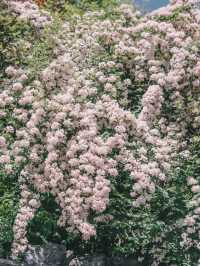 Xihai Wetland Park | A Hidden Gem in Full Bloom