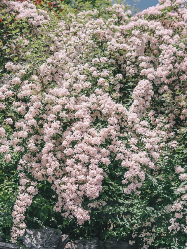 Xihai Wetland Park | A Hidden Gem in Full Bloom