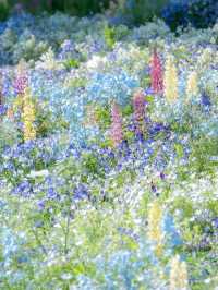 A Monet Garden in Reality: Yokohama's Satoyama Garden 🌸🌿