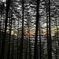 2 Days in Shimla