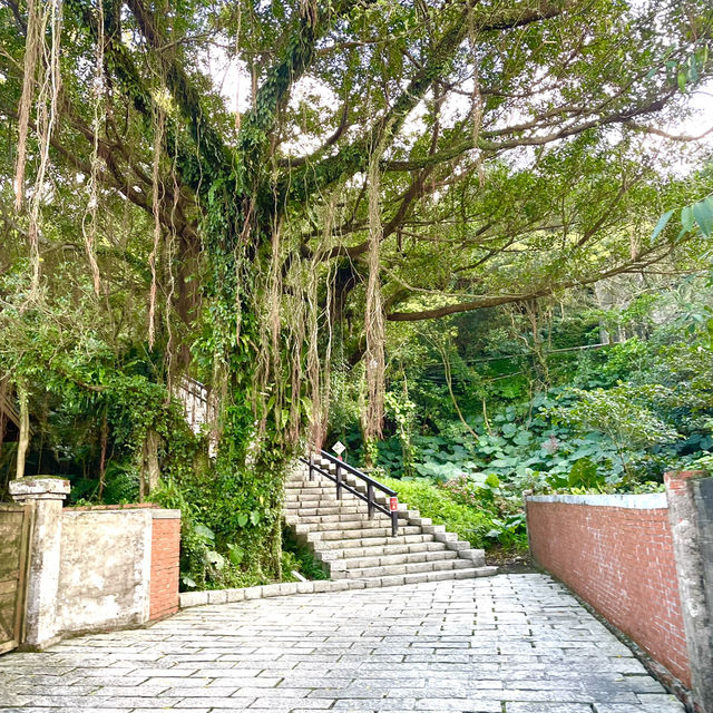 대만 진과스 광부도시락 황금박물관주변 산책