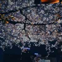 Japan – A Thousand Shades of Sakura Blossoms